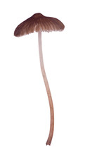 Thin Isolated Brown Toadstool