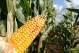 Fototapeta Niebo - Piece of corn