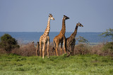 Fototapeta Sawanna - Giraffe libere in Africa