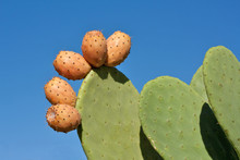 Prickly Pears Against Blue Sky