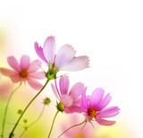160_f_25953137_rkrnuhfu4entey7mvog4s9wjoomtipiz