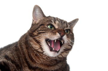 Poster - Tabby cat hissing