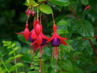 Wall Mural - Fuchsia