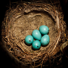 Poster - Song Thrush, Turdus philomelos