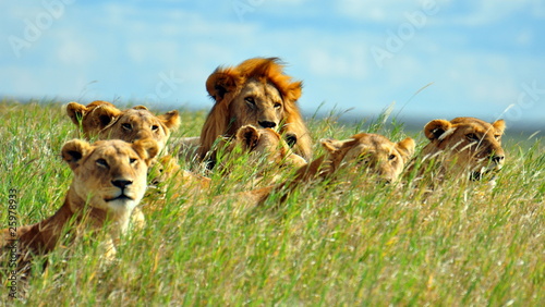 Fotografía A pride of lions. Serengeti National Park, Tanzania