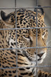 Jaguar in Cage