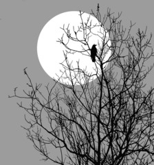 Wall Mural - illustration ravens sitting on tree against sun