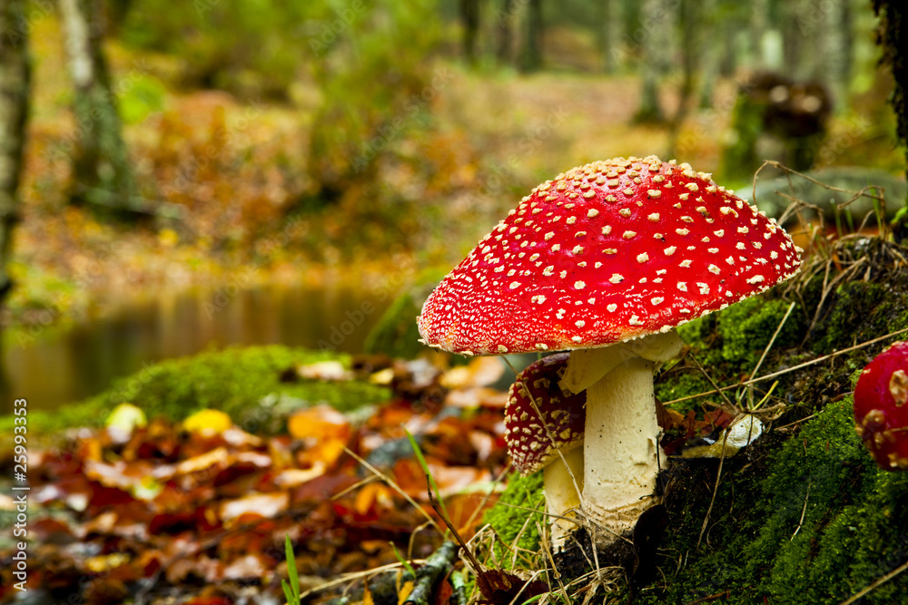 Amanita poisonous mushroom - obrazy, fototapety, plakaty 