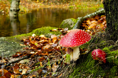 Dekoracja na wymiar amanita-trujacy-grzyb