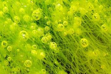 macro shot of bubbles in alga