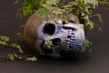 Skull In Ivy