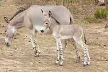 Somali Wild Ass Baby And Mother