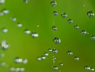 Water drops on cobweb