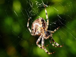 Spider on his cobweb