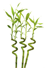 Isolated Sprouts Of A Green Bamboo