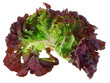 oak leaf lettuce isolated on white background