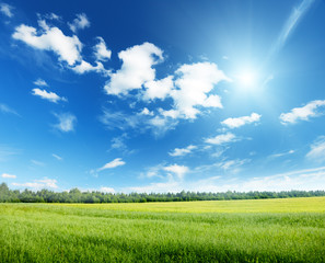 Sticker - oat field and sunny sky