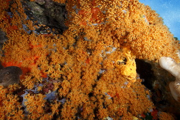 Wall Mural - margherite di mare fioritura parazoantos acquario