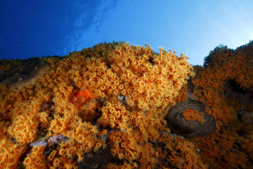 Wall Mural - margherite di mare fioritura parazoantos acquario