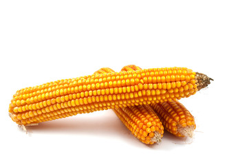 Sticker - yellow corn