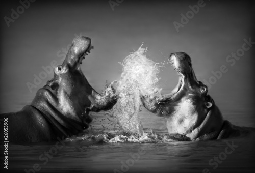 Fototapeta do kuchni Hippo's fighting