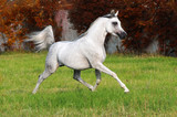 Fototapeta Konie - white arabian horse
