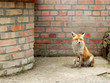 Fox in zoo