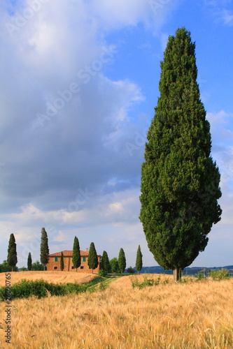 Foto Zypressen mit Haus vor blauem Himmel, Toskana, Italien