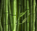 Fototapeta Na drzwi - awesome green stalks of bamboo in a bamboo forest