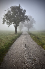 Wall Mural - nebel