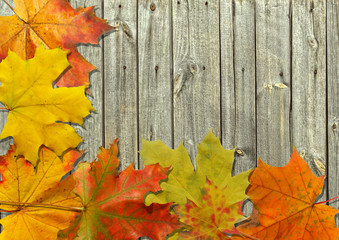 Wall Mural - autumn leaf
