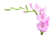 Pink Gladiolus Isolated On White