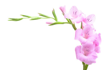 Pink gladiolus isolated on white