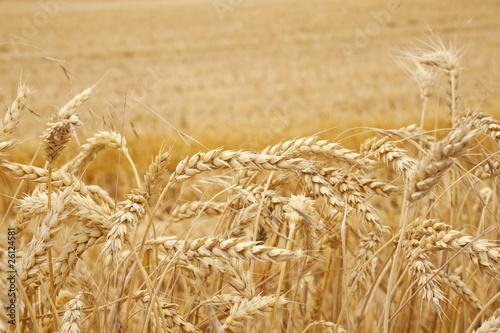 Spighe di grano foto Stock | Adobe Stock