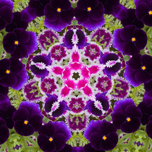 Flower Kaleidoscope Resembling A Mandala