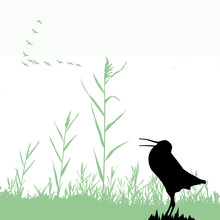 Silhouette Of The Snipe