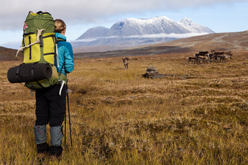 female hiker an reindeers in laponia