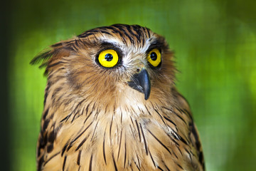 Wall Mural - Eagle owl with piercing yellow eyes.