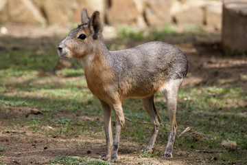 patagonian mara