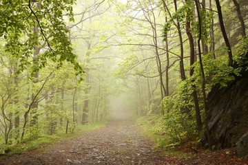  Path through misty spring forest