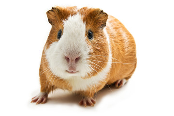 guinea pig