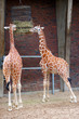 Reticulated Giraffes eating