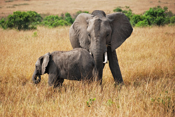Wall Mural - elephant with baby
