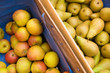 Äpfel und Birnen, Bauernmarkt, Ernte