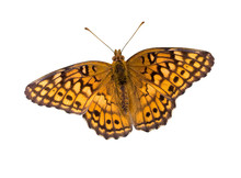 Butterfly With Clipping Path