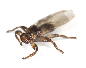 Wall Mural - Louse fly isolated on white background.