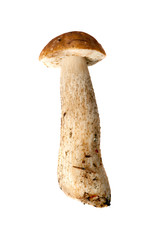 small brown cap boletus