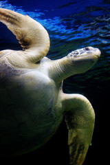 Underwater close up view of sea turtle.