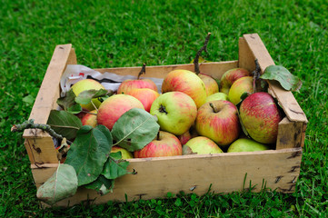 apple in box