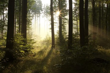  Sunlight falling into the misty spring forest at dawn